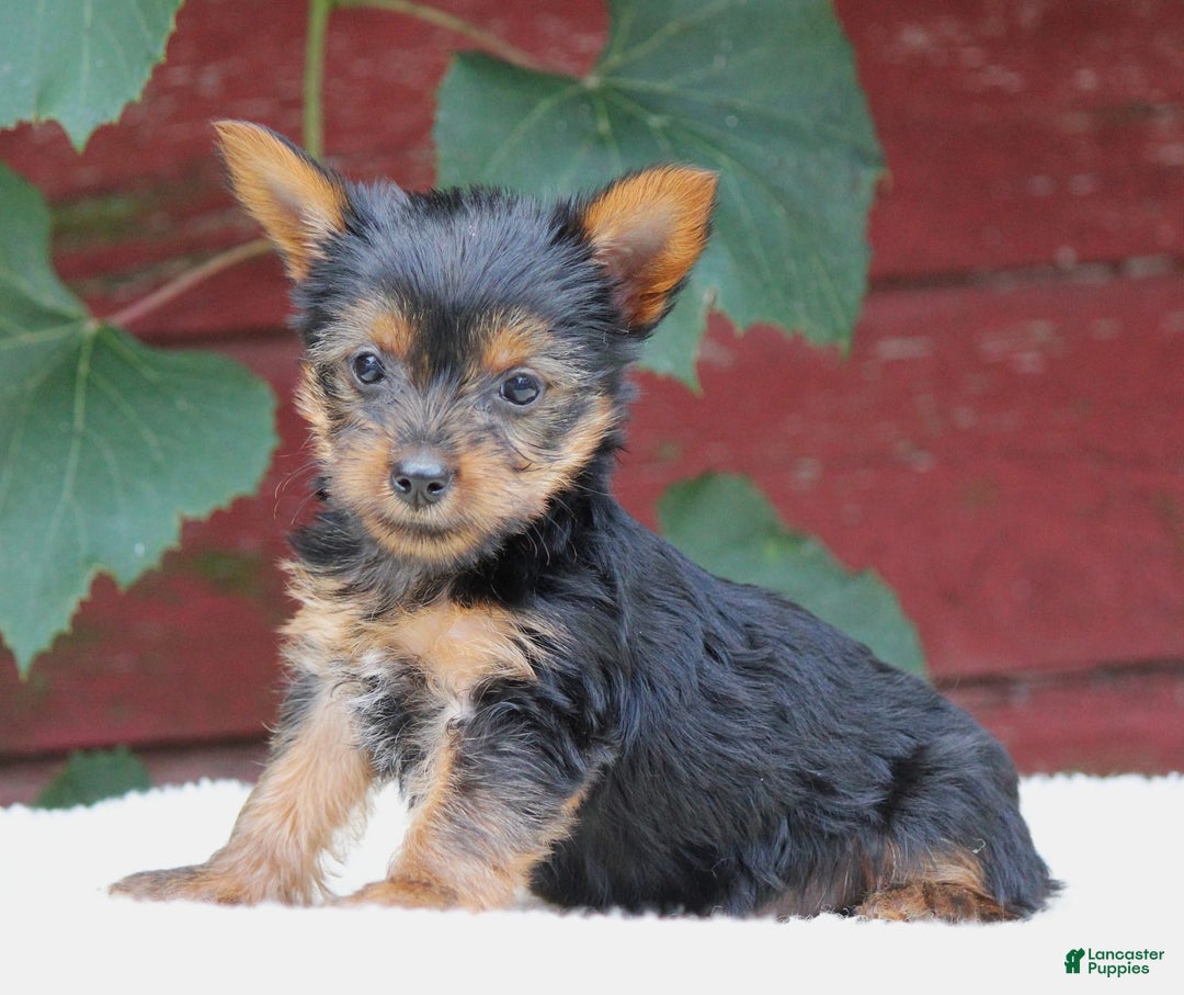Yorkshire Terrier dogs for sale: Molly - Image 3