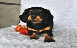 Miniature Dachshund dogs for sale: Krista - Image 1
