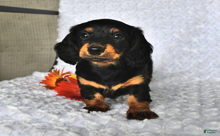 Miniature Dachshund dogs for sale - Ad 2
