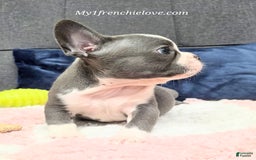 French Bulldog dogs for sale: Mighty Mouse - Image 3