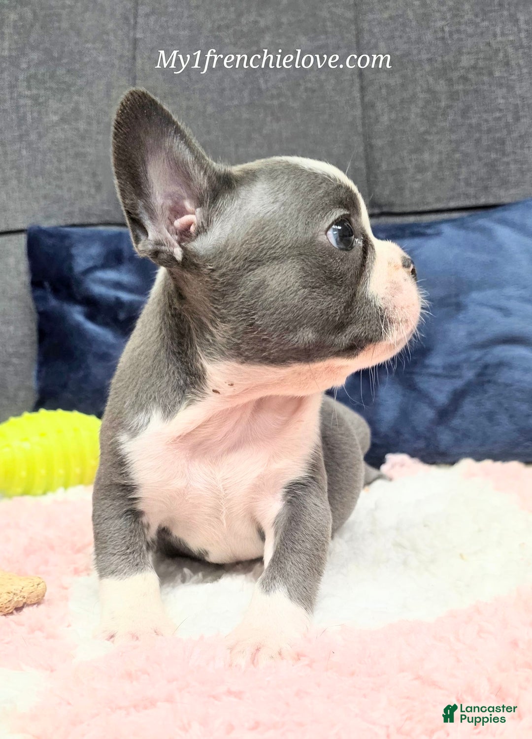 French Bulldog dogs for sale: Mighty Mouse - Image 3