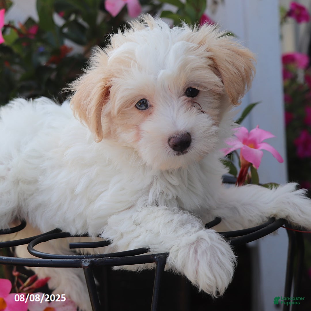 Maltipoo dogs for sale: Trixie - Image 3