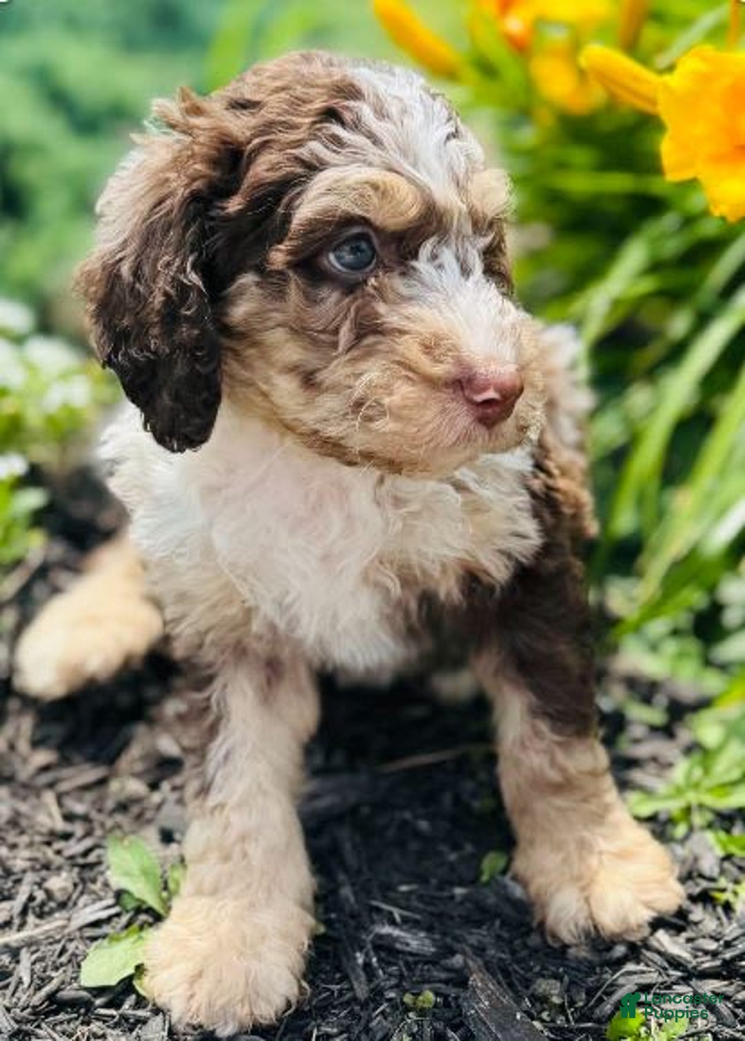Bernedoodle dogs for sale: Coco - Image 3