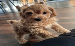 Maltipoo dogs for sale: Bestie - Image 1