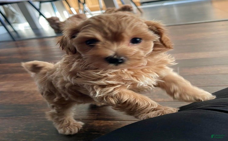 Maltipoo dogs - Advert 35