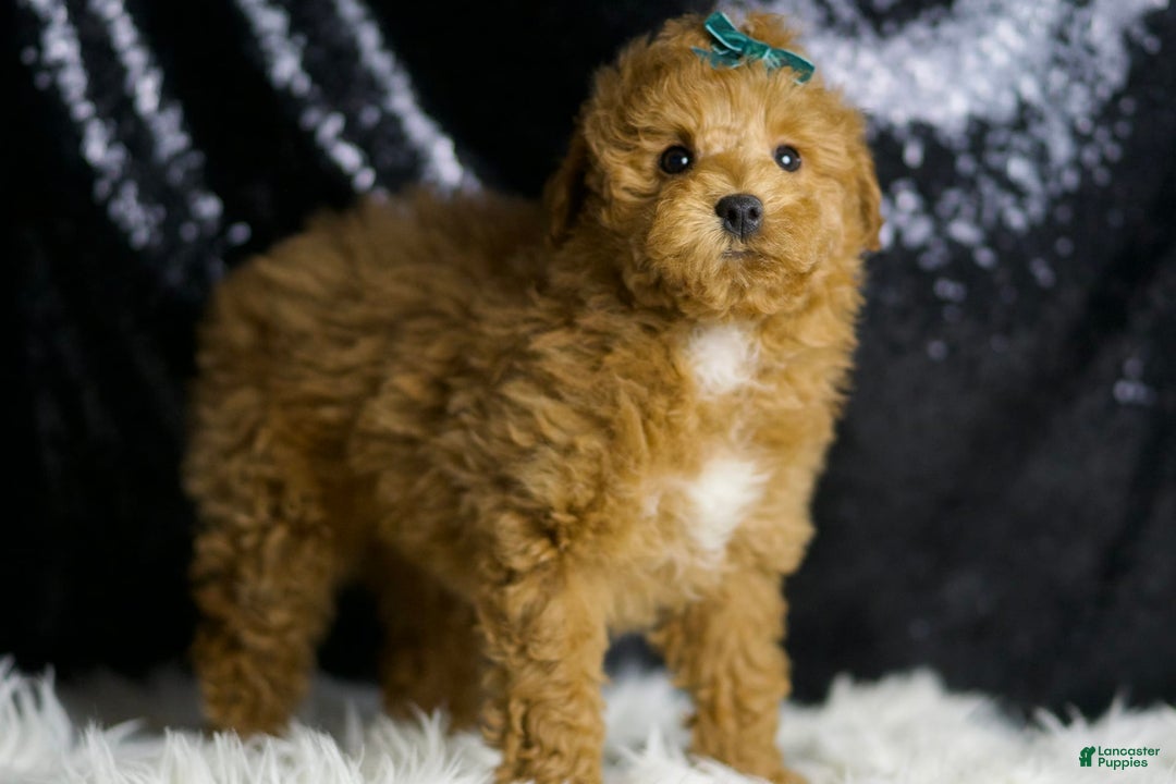 Maltipoo dogs for sale: Fredrick - Image 4
