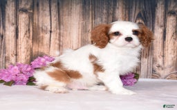 Cavalier King Charles Spaniel dogs for sale: Felix - Image 5