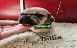 Puggle dogs for sale: Billie - Image 2