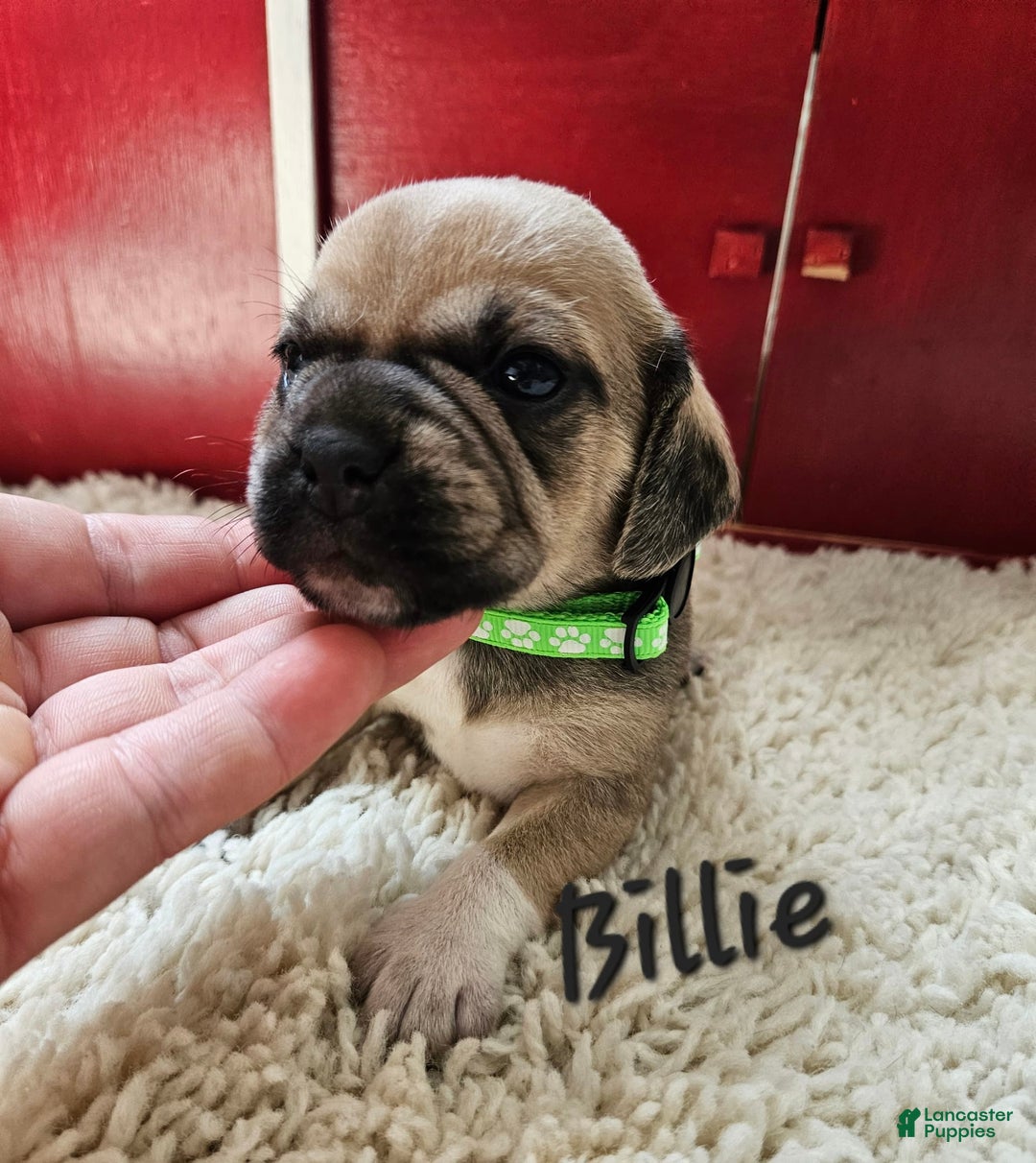 Puggle dogs for sale: Billie - Image 2
