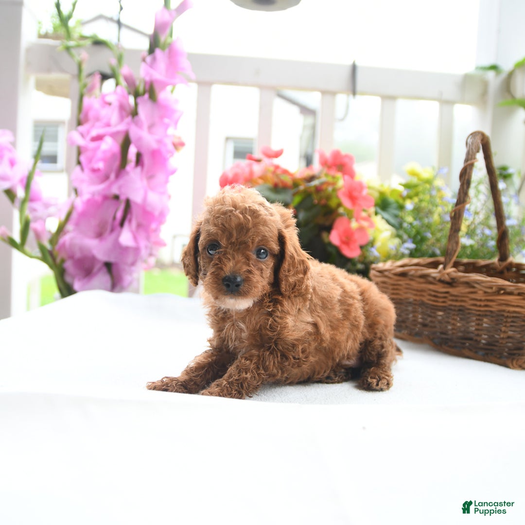 Toy Poodle dogs for sale: Violet - Image 3