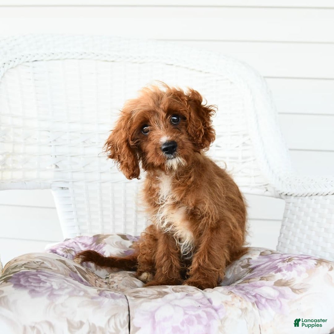 Cavapoo dogs for sale: Miracle - Image 6