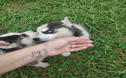 Siberian Husky dogs for sale: Mary - Image 15