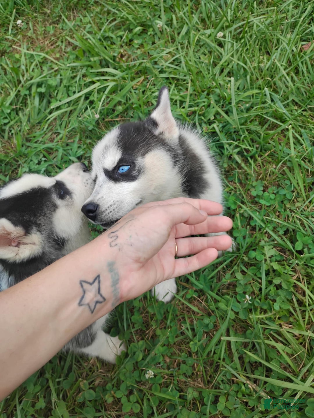 Siberian Husky dogs for sale: Mary - Image 15
