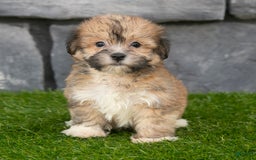 Havanese dogs for sale: Duke - Image 7