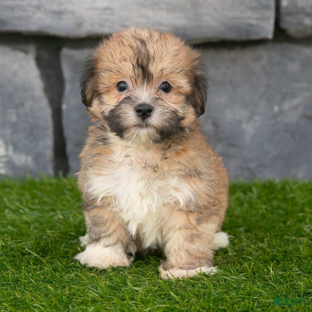 Havanese dogs for sale: Duke - Image 7