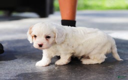 Cavapoo dogs for sale: Bentley - Image 5