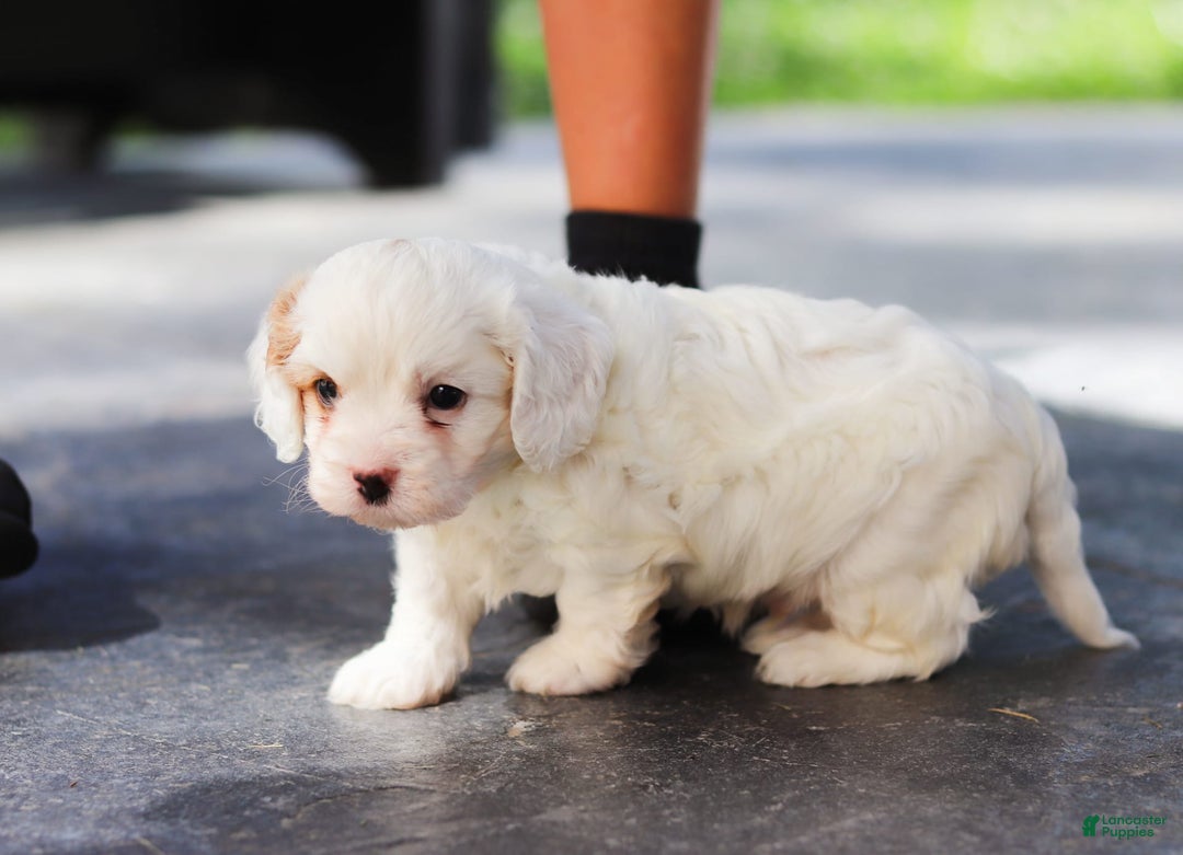 Cavapoo dogs for sale: Bentley - Image 5