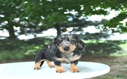 Miniature Dachshund dogs for sale: Fiona - Image 10