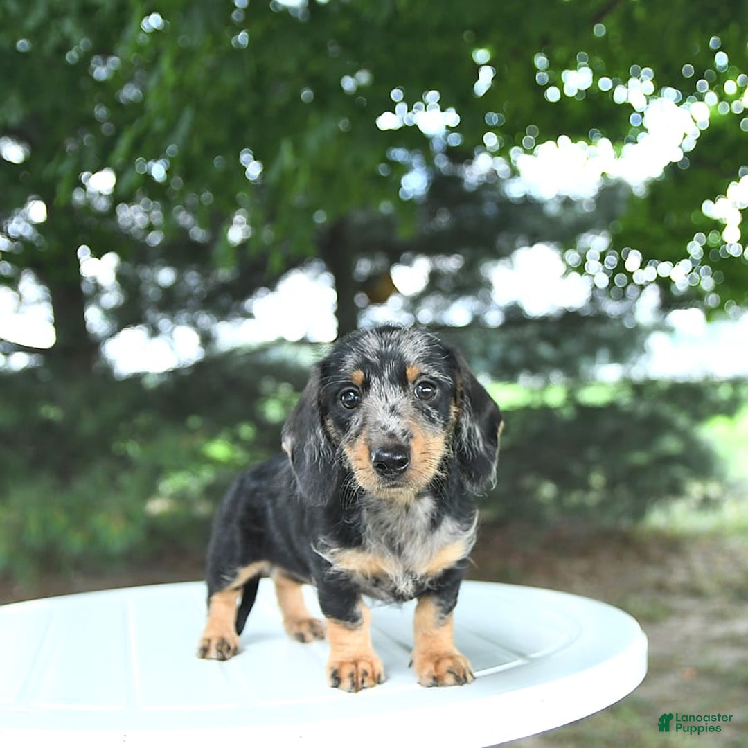 Miniature Dachshund dogs for sale: Fiona - Image 10
