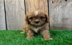 Cavapoo dogs for sale: Sophia - Image 2