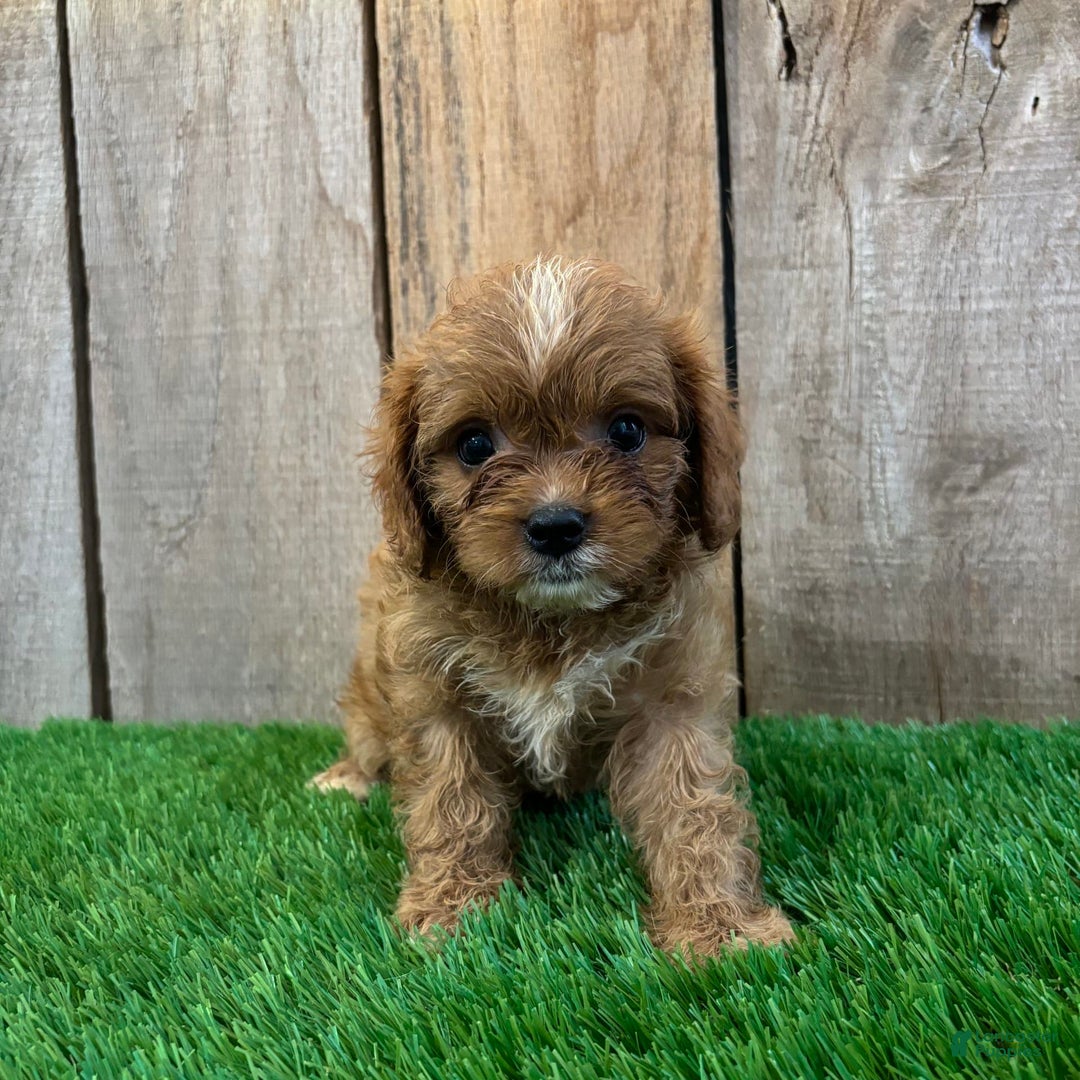Cavapoo dogs for sale: Sophia - Image 2