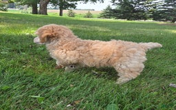 Yorkiepoo dogs for sale: Kipp - Image 3