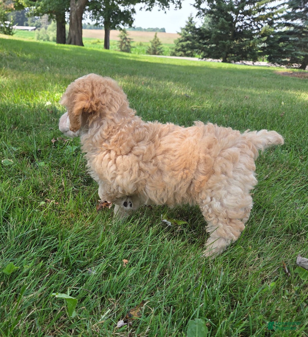 Yorkiepoo dogs for sale: Kipp - Image 3