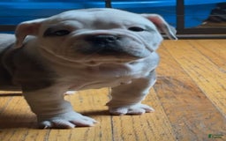 Olde English Bulldogge dogs for sale: Kandi - Image 1