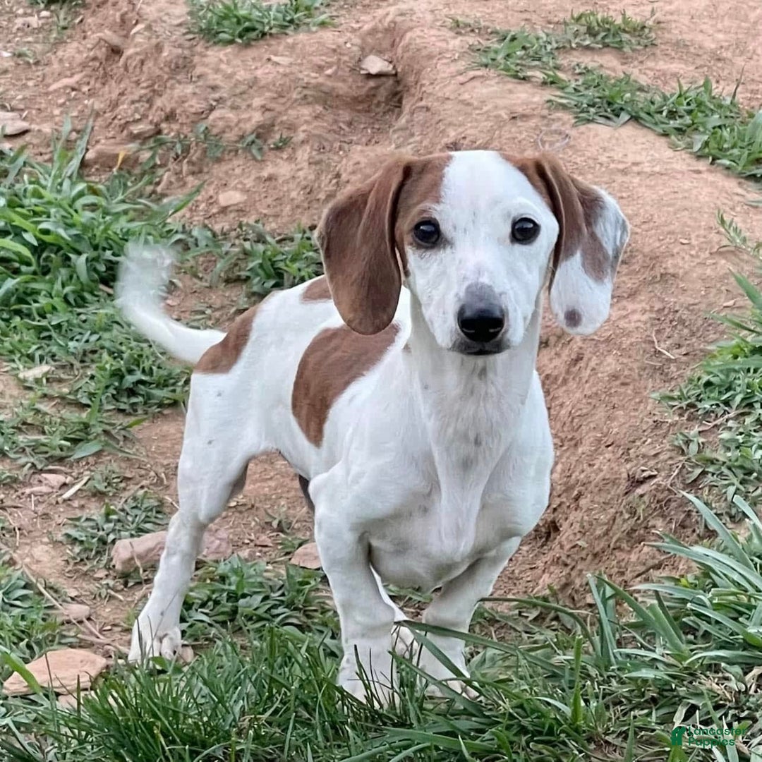 Dachshund dogs for sale: Bobo - Image 1