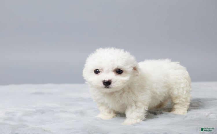 Bichon Frise dogs - Advert 37