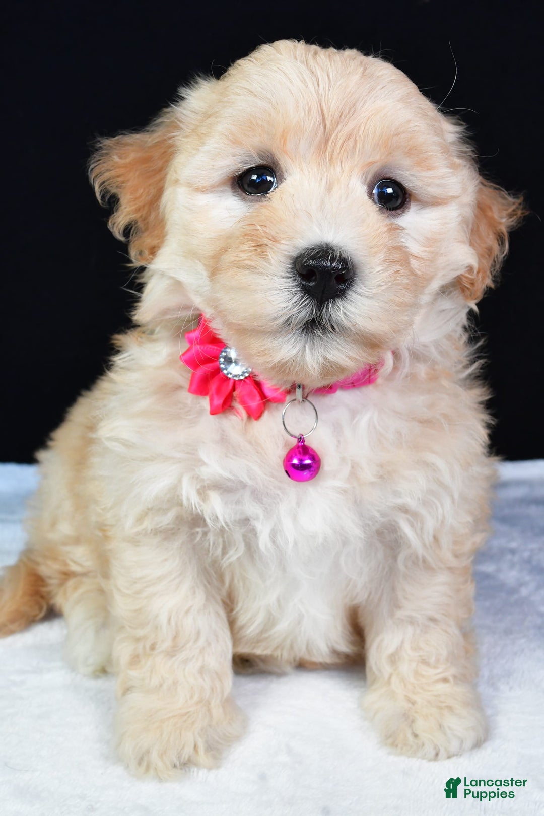 Maltipoo dogs for sale: Brook - Image 6