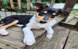 Collie dogs for sale: Kat - Image 6