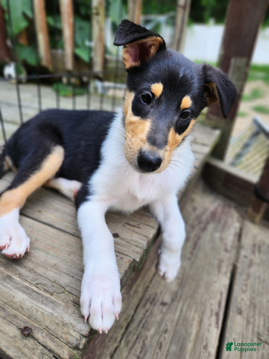 Collie dogs for sale: Kat - Image 6