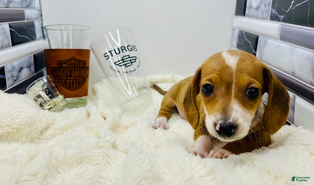 Miniature Dachshund dogs for sale: Jasper - Image 2