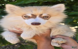 Pomsky dogs for sale: Sweetie Pie - Image 3