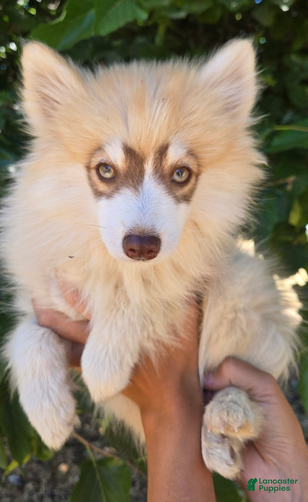 Pomsky dogs for sale: Sweetie Pie - Image 3