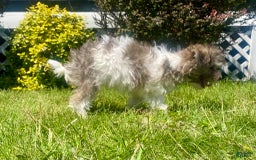 Teddy Bear dogs for sale: Bambi - Image 3