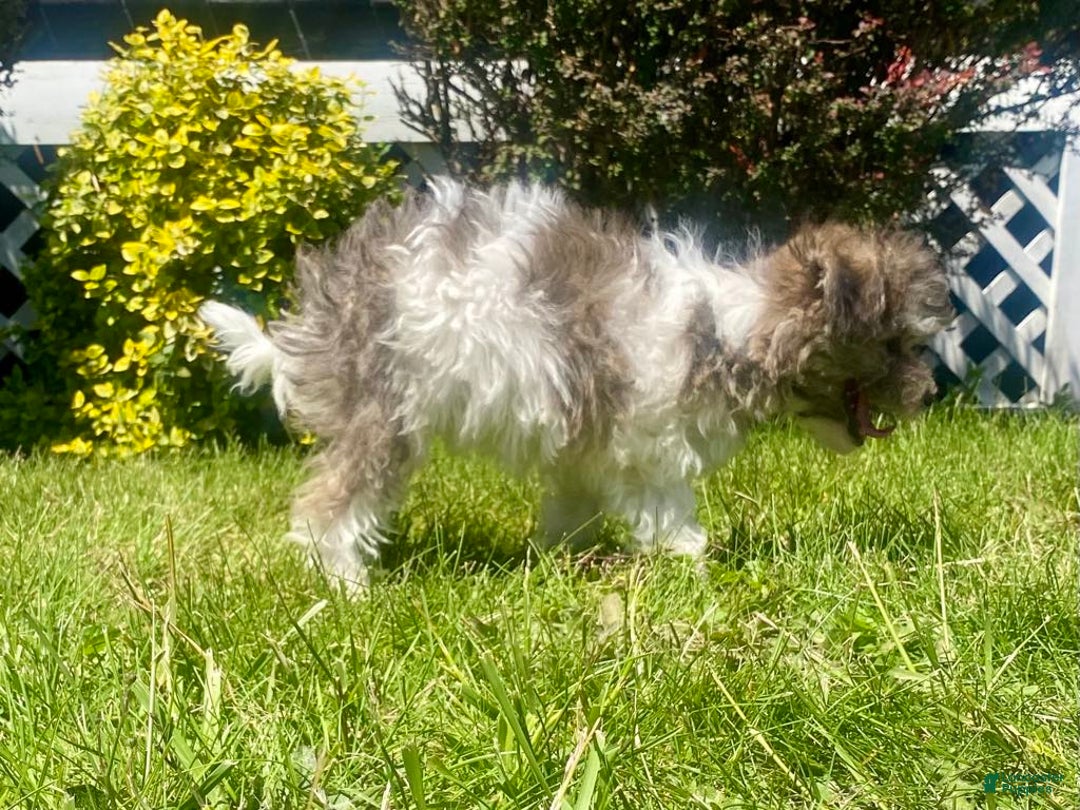 Teddy Bear dogs for sale: Bambi - Image 3