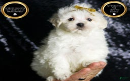 Maltipoo dogs for sale: Avalanche - Image 1