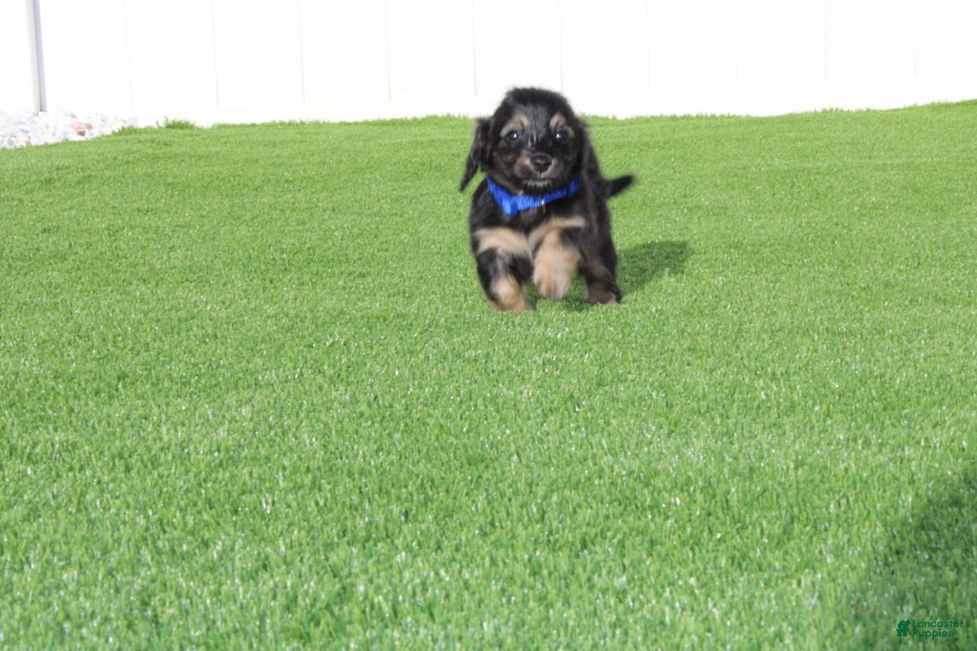 Miniature Dachshund dogs for sale: Penny - Image 1