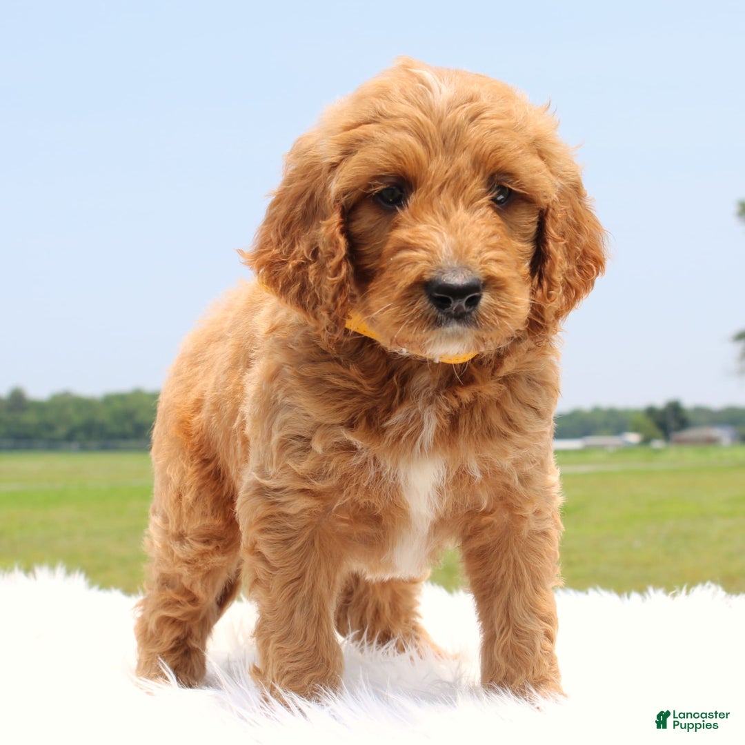 Irish Doodle dogs for sale: Vance - Image 4