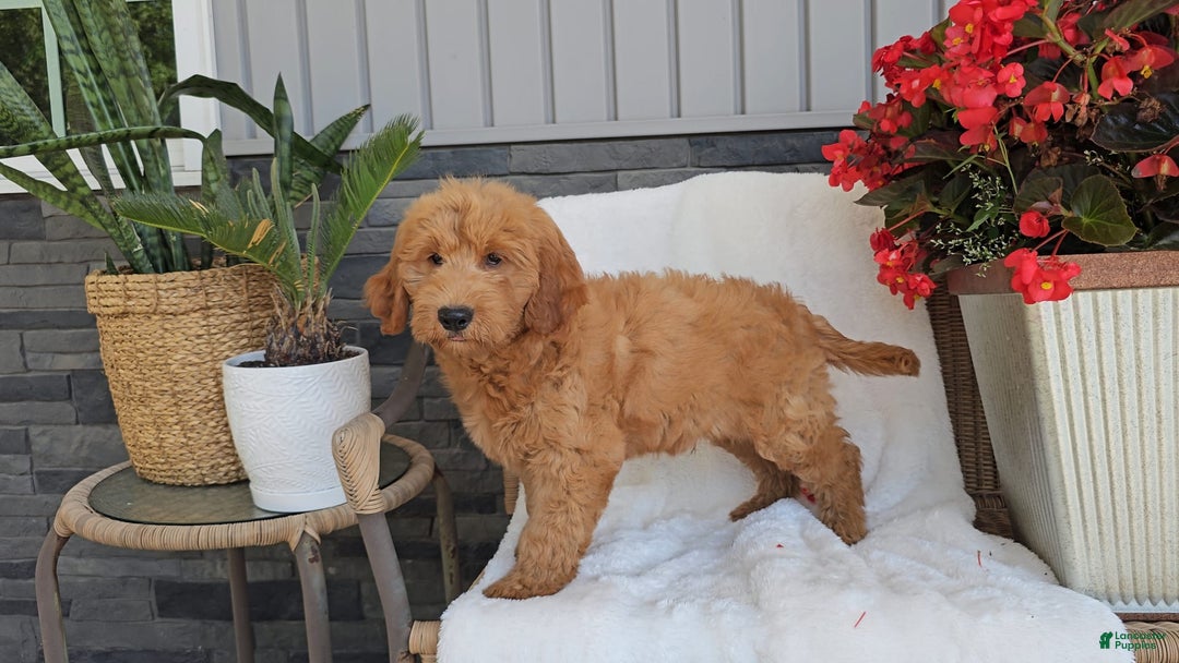 Goldendoodle dogs for sale: ARCHIE - Image 2