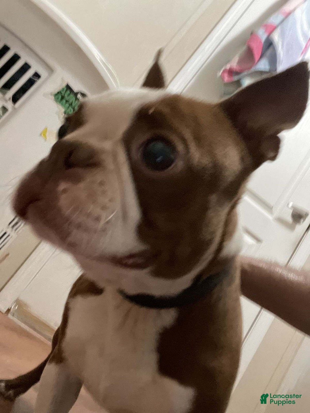 Boston Terrier dogs for sale: Ginger - Image 5