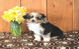 Miniature Australian Shepherd dogs for sale: Dozer - Image 3