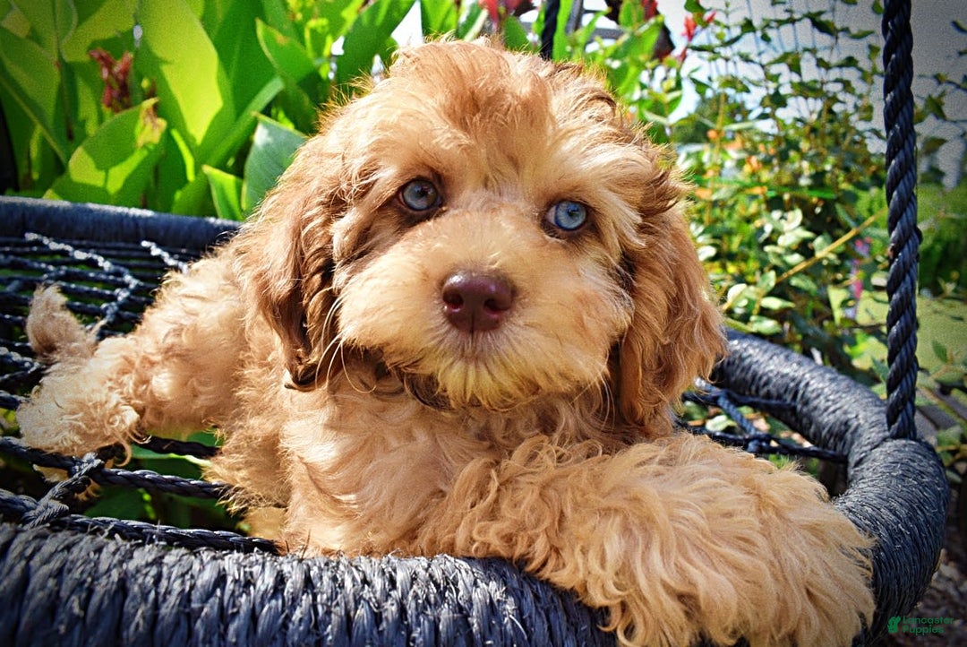 Havapoo dogs for sale: Fancy - Image 5