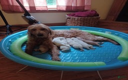 Goldendoodle dogs for sale: Pepper Jack - Image 10