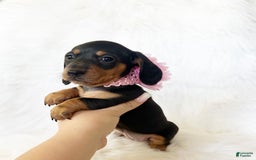 Miniature Dachshund dogs for sale: Akc Amber - Image 6
