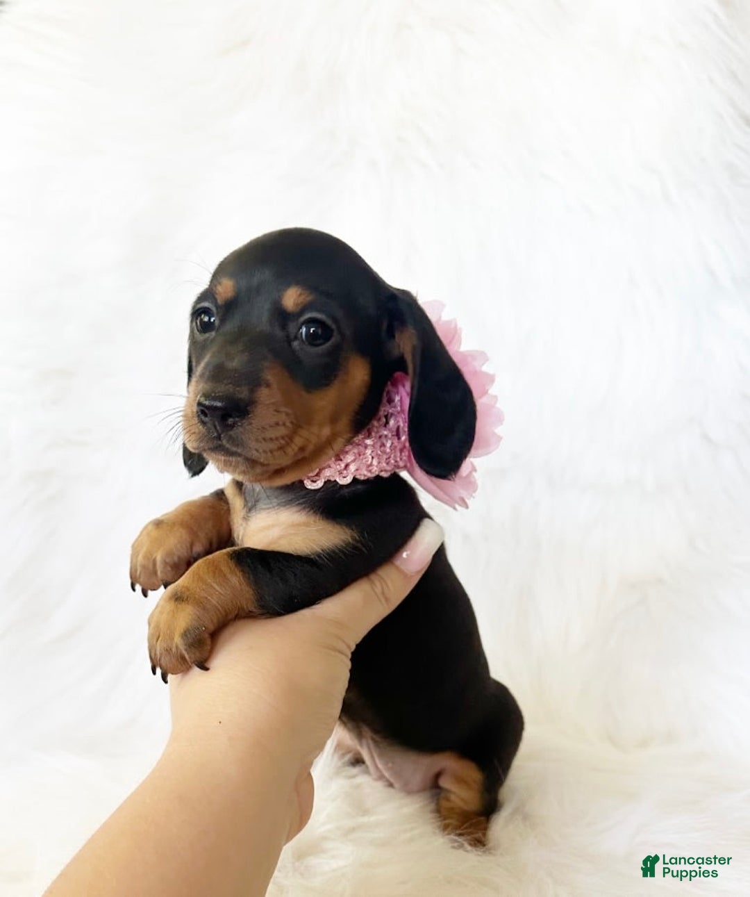 Miniature Dachshund dogs for sale: Akc Amber - Image 6