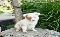 Miniature Australian Shepherd dogs for sale: Charlotte - Image 7