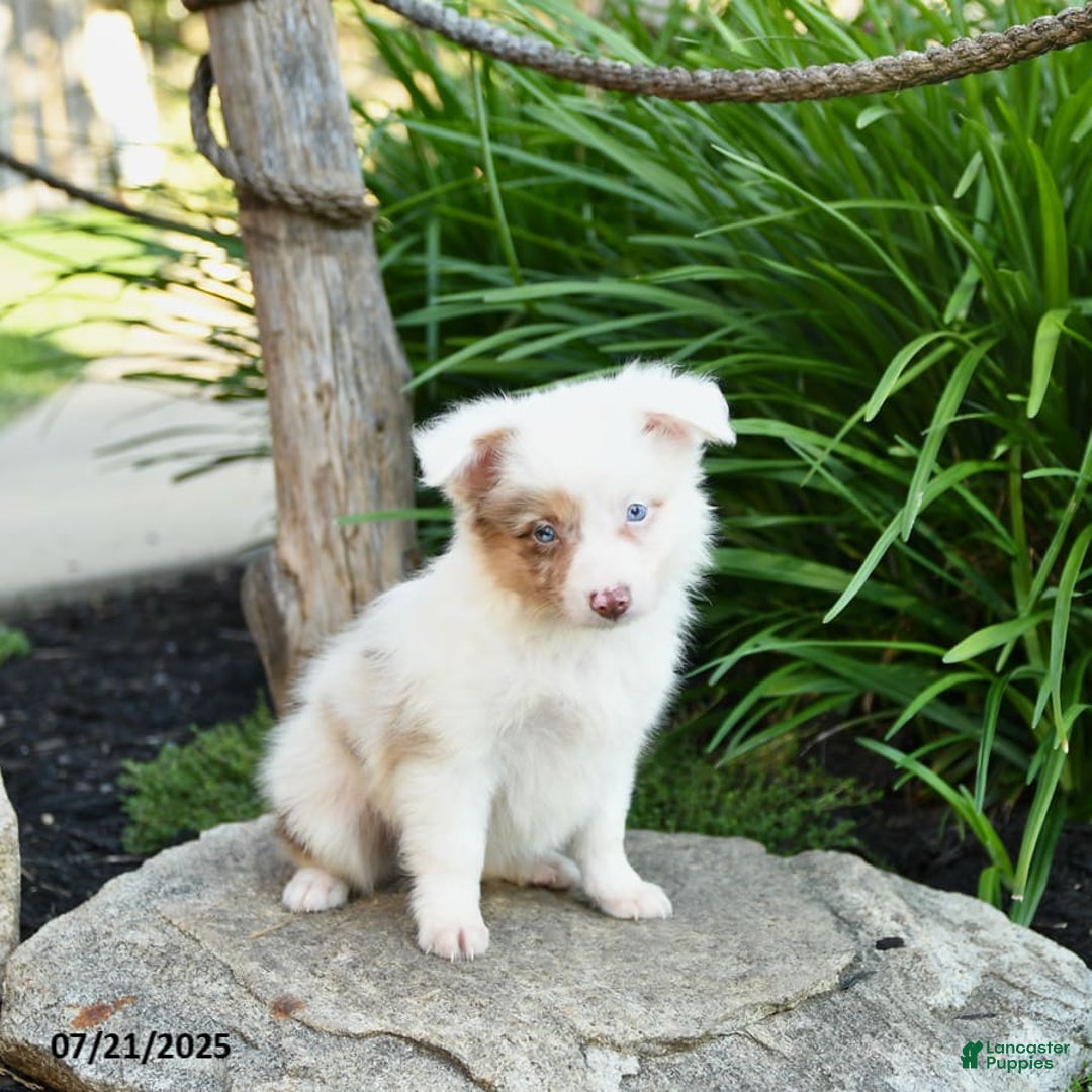 Miniature Australian Shepherd dogs for sale: Charlotte - Image 7